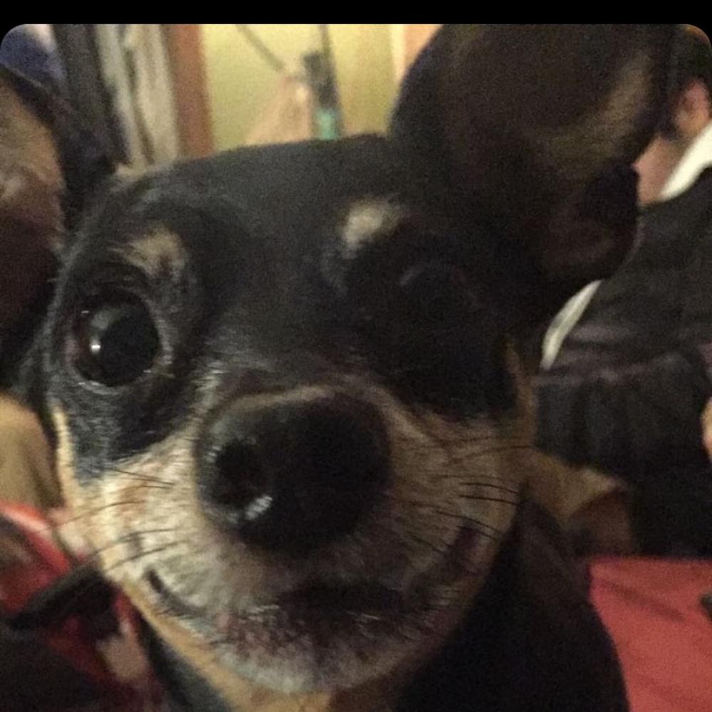 Meet your Posher, Lilli